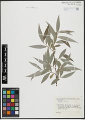 Foto von Salix alba L.